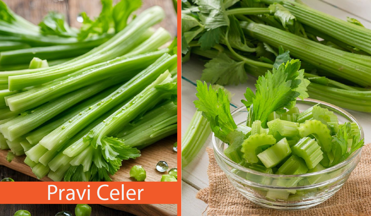 Pravi Celer