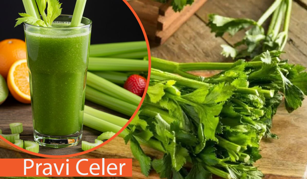 Pravi Celer