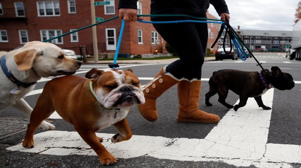 Why Boston Dog Butlers Delivers the Best Dog Walks in the City Dog Walks