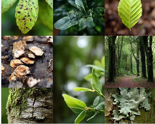 Why Garden Clutter Attracts Pests Fast