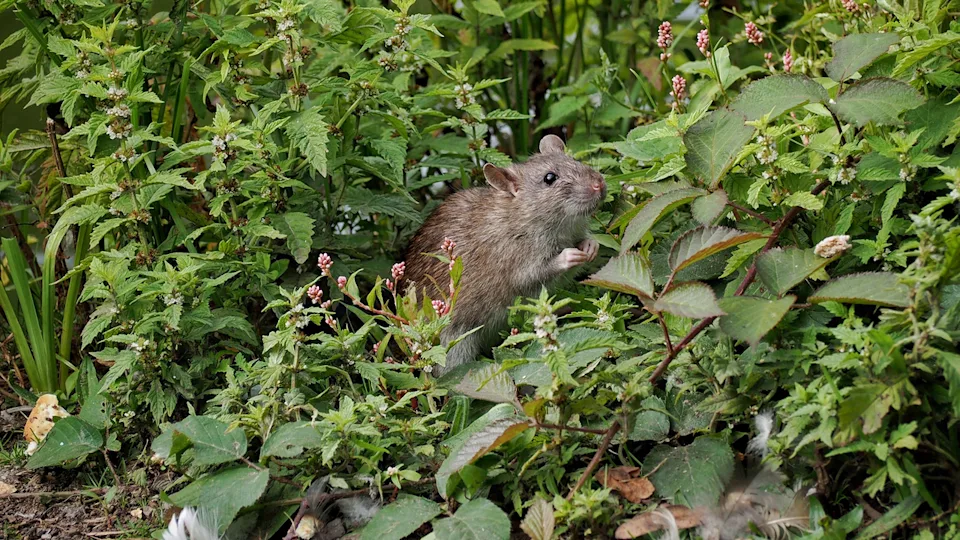 Why Garden Clutter Attracts Pests Fast